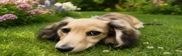Miniature Dachshund dogs for sale: Beautiful long coat puppies ready now - Advert 36