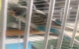 Budgerigars birds for sale: Snowy. Female Budgie. With cage. 5 years old.  - Image 12