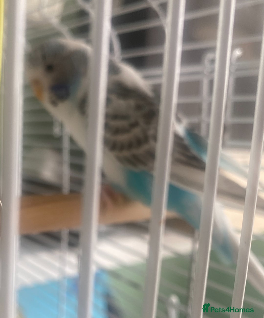 Budgerigars birds for sale: Snowy. Female Budgie. With cage. 5 years old.  - Image 12