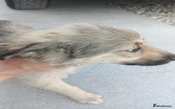 Mixed Breed dogs for adoption: SISSY, a Beautiful Young Girl - for a Loving Home - Image 15