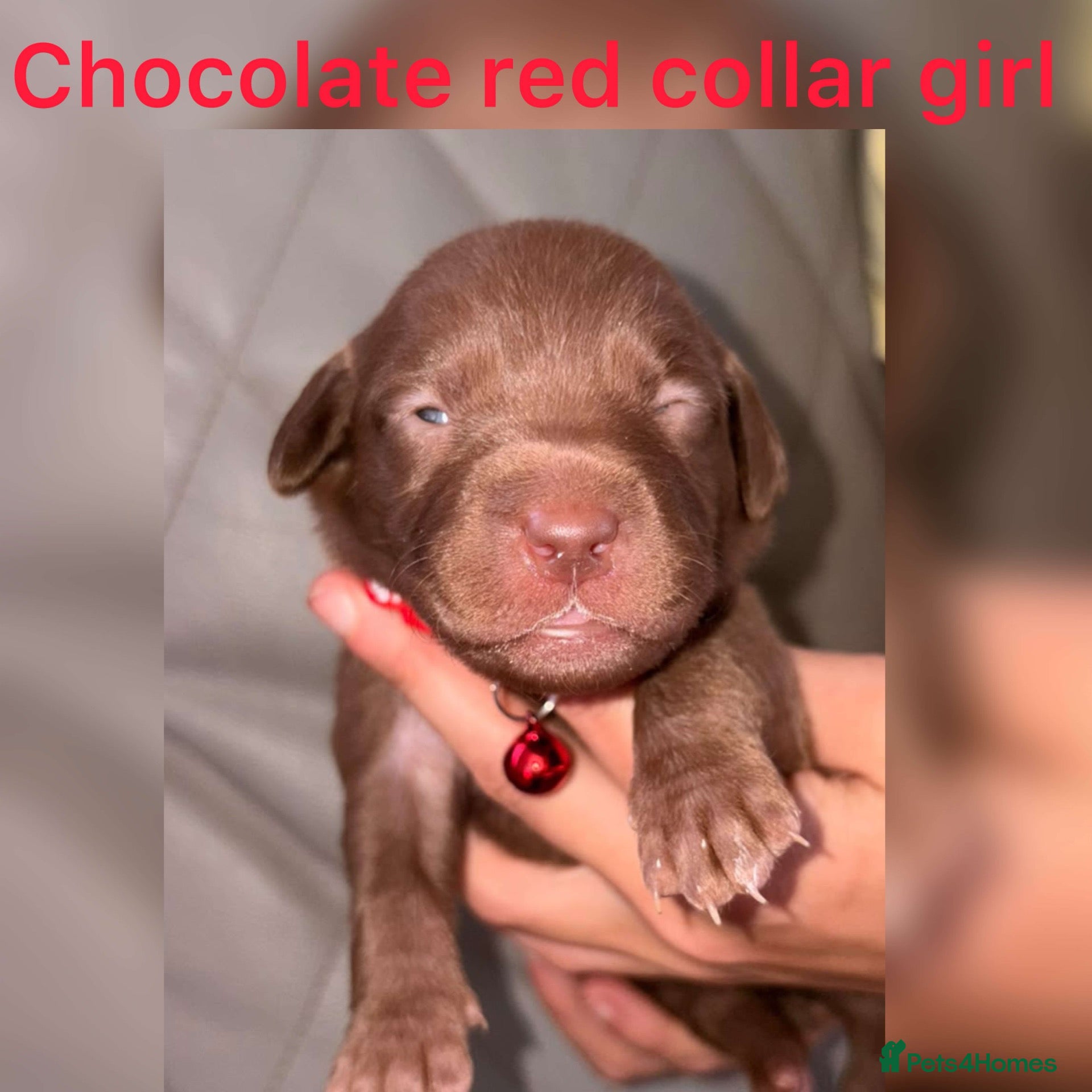 Labrador Retriever dogs Chocolate/Yellow/Black KC Reg Labrador Retrievers  - Advert 2
