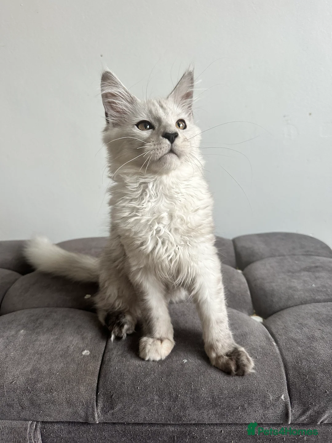 Maine Coon cats for sale: Tica registered Maine Coon kittens - Advert 1