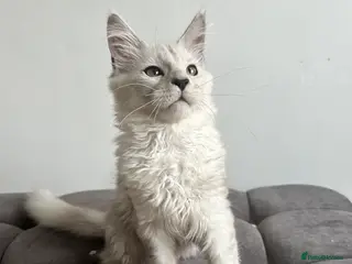 Maine Coon cats Tica registered Maine Coon kittens - Advert 1