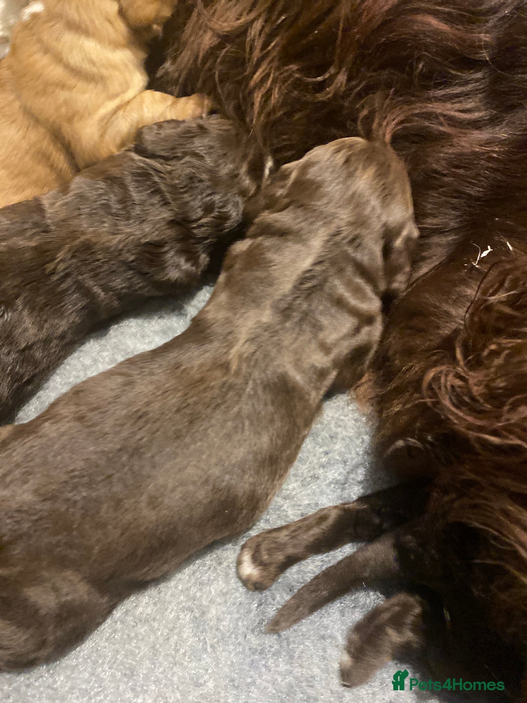 Cocker Spaniel dogs for sale: Working cocker spaniel  - Advert 10