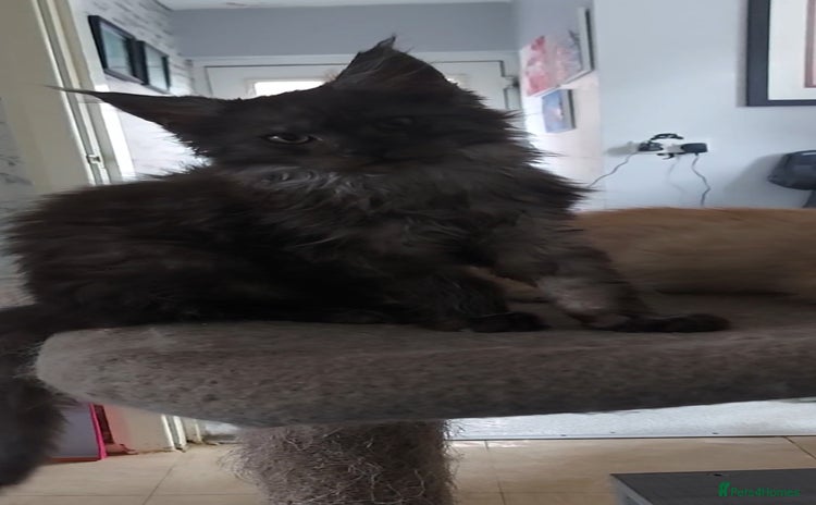 Maine Coon cats - Advert 2