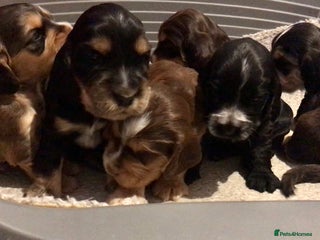 Cocker Spaniel dogs - Advert 27