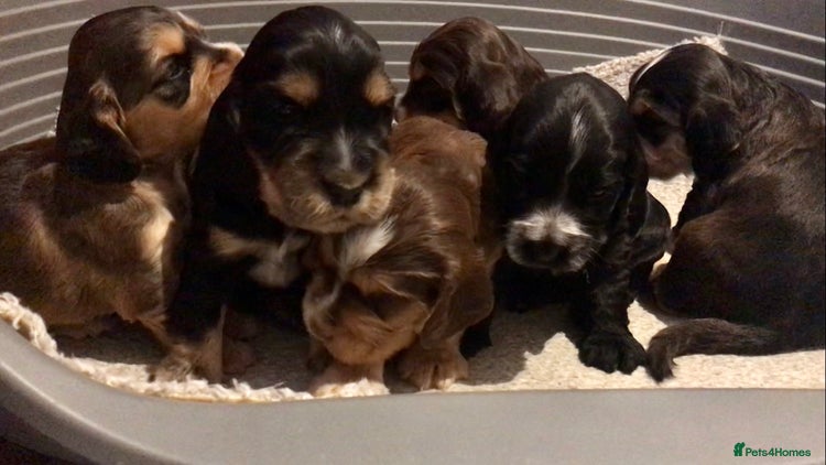 Cocker Spaniel dogs - Advert 13