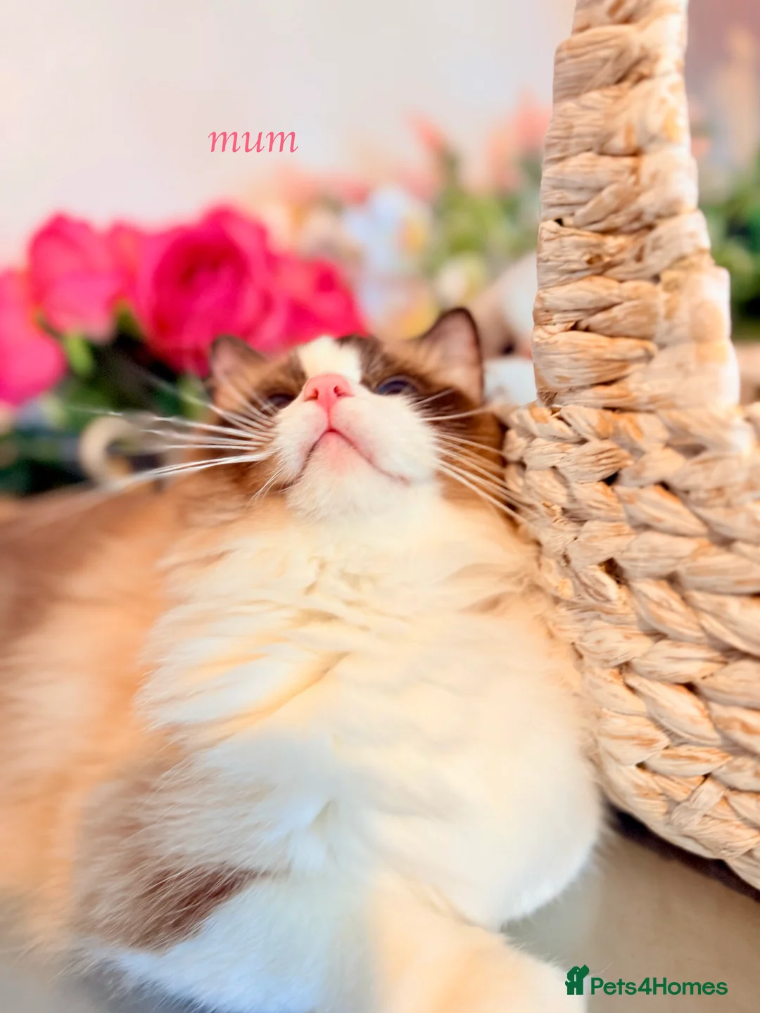 Ragdoll cats for sale: 🩷✨🏅GRAND CHAMP LINE TOP QUALITY RAGDOLLS - Advert 13