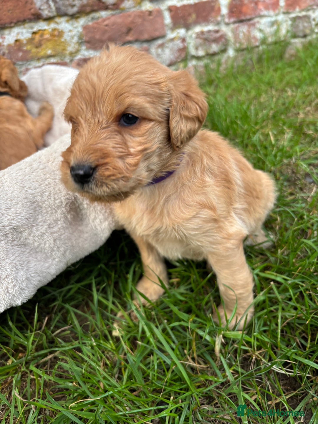 Labradoodle dogs for sale: Outstanding labradoodles from excellent pedigree  - Image 4