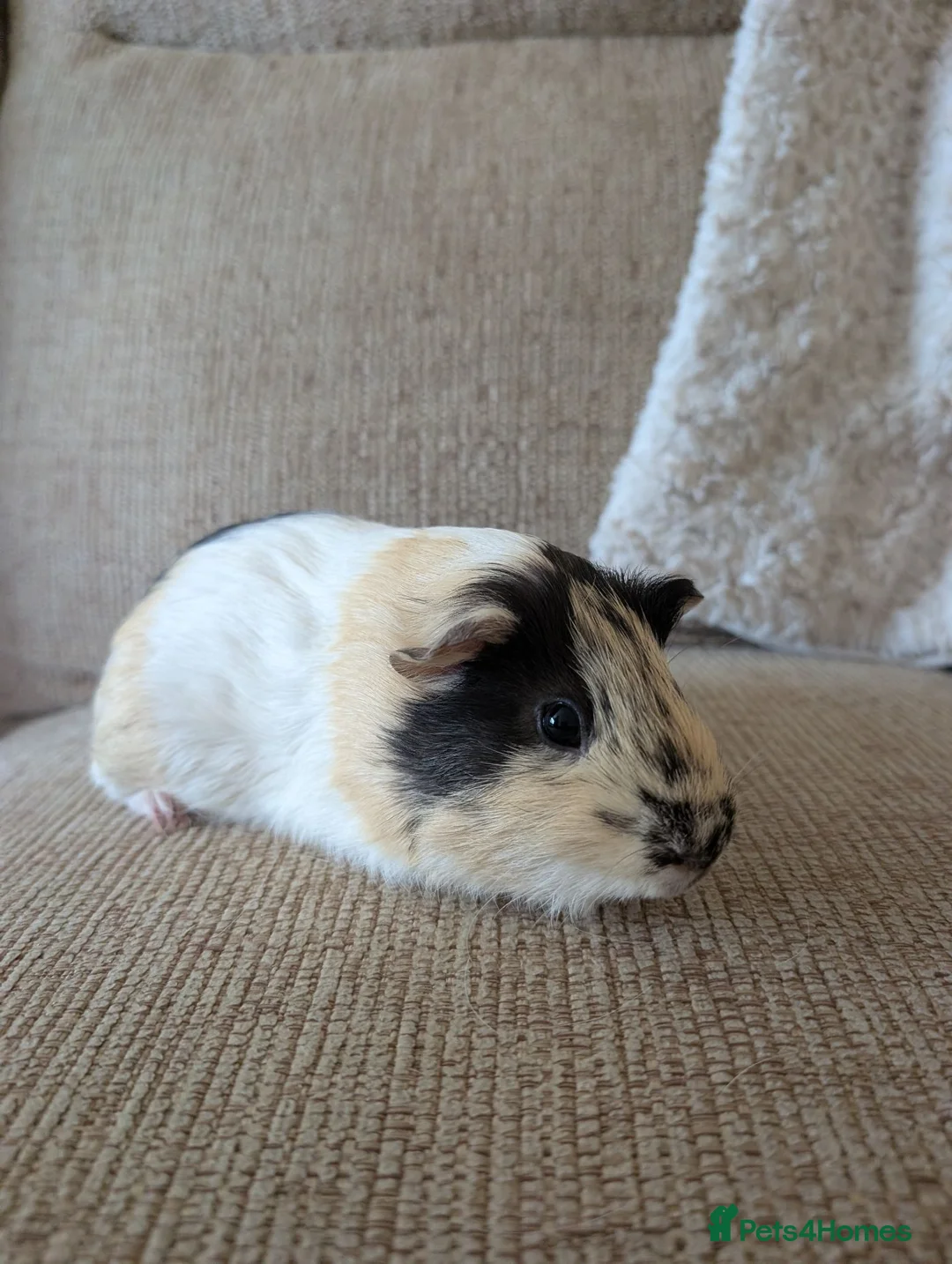 Guinea Pig rodents for sale: Three beautiful bonded boars for sale. in Benfleet - Advert 8