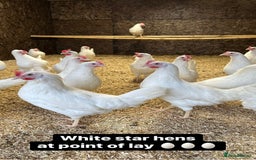 Chickens poultry for sale: Coloured hybrid hens at pol - Image 19