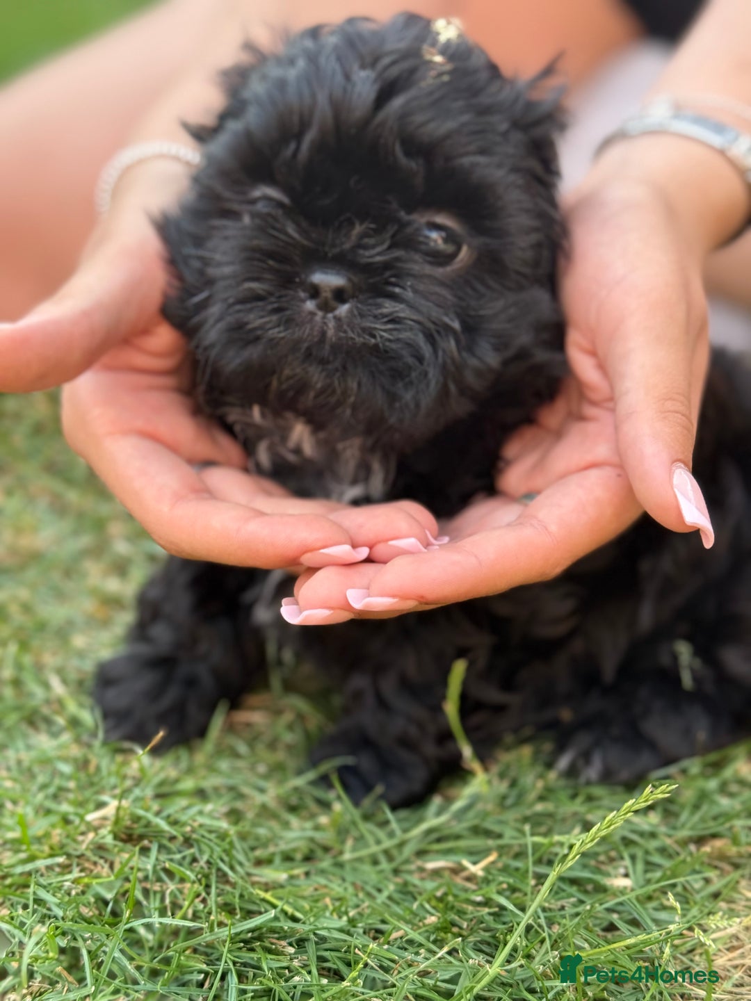 Shih Tzu dogs for sale: Black Shih tzu puppie - Image 1