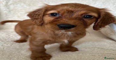Cocker Spaniel dogs - Advert 10