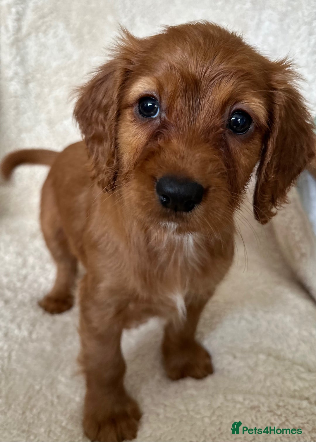 Cocker Spaniel dogs for sale: Extensively Health Tested KC Cocker Spaniels  - Image 4