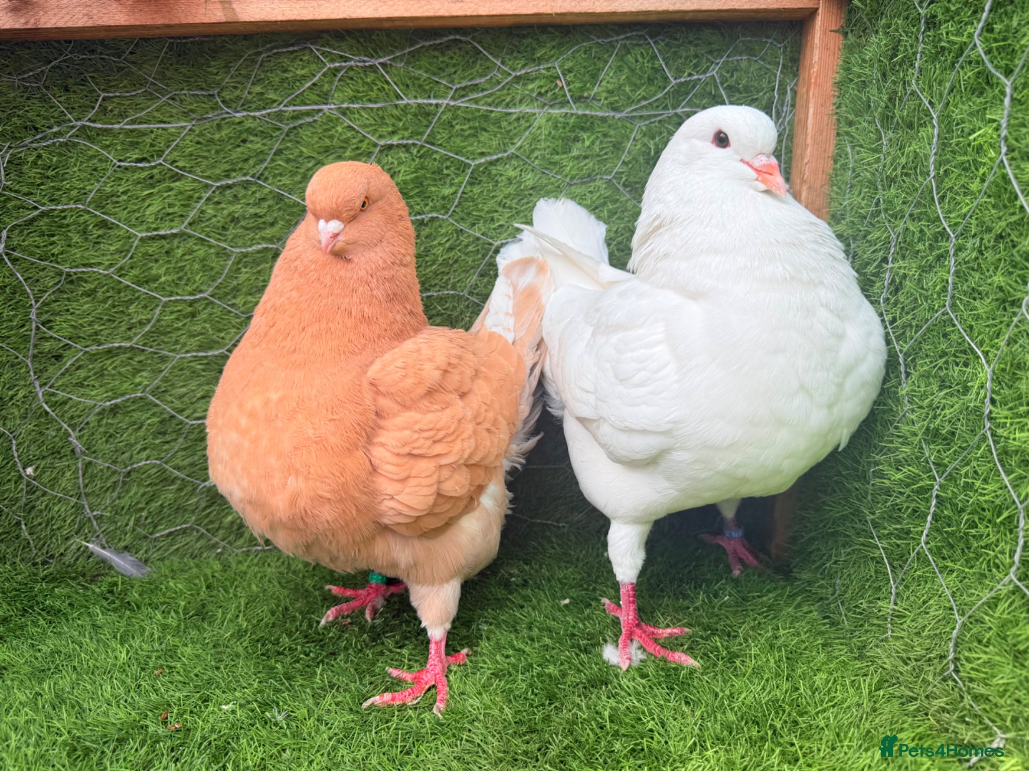 Pigeons birds Top Quality Strong Breeding Pair – Vaccinated - Advert 2