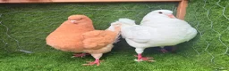 Pigeons birds for sale: Top Quality Strong Breeding Pair – Vaccinated - Advert 24