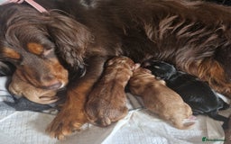 Cocker Spaniel dogs for sale: Cocker spaniel pups for sale  - Image 22