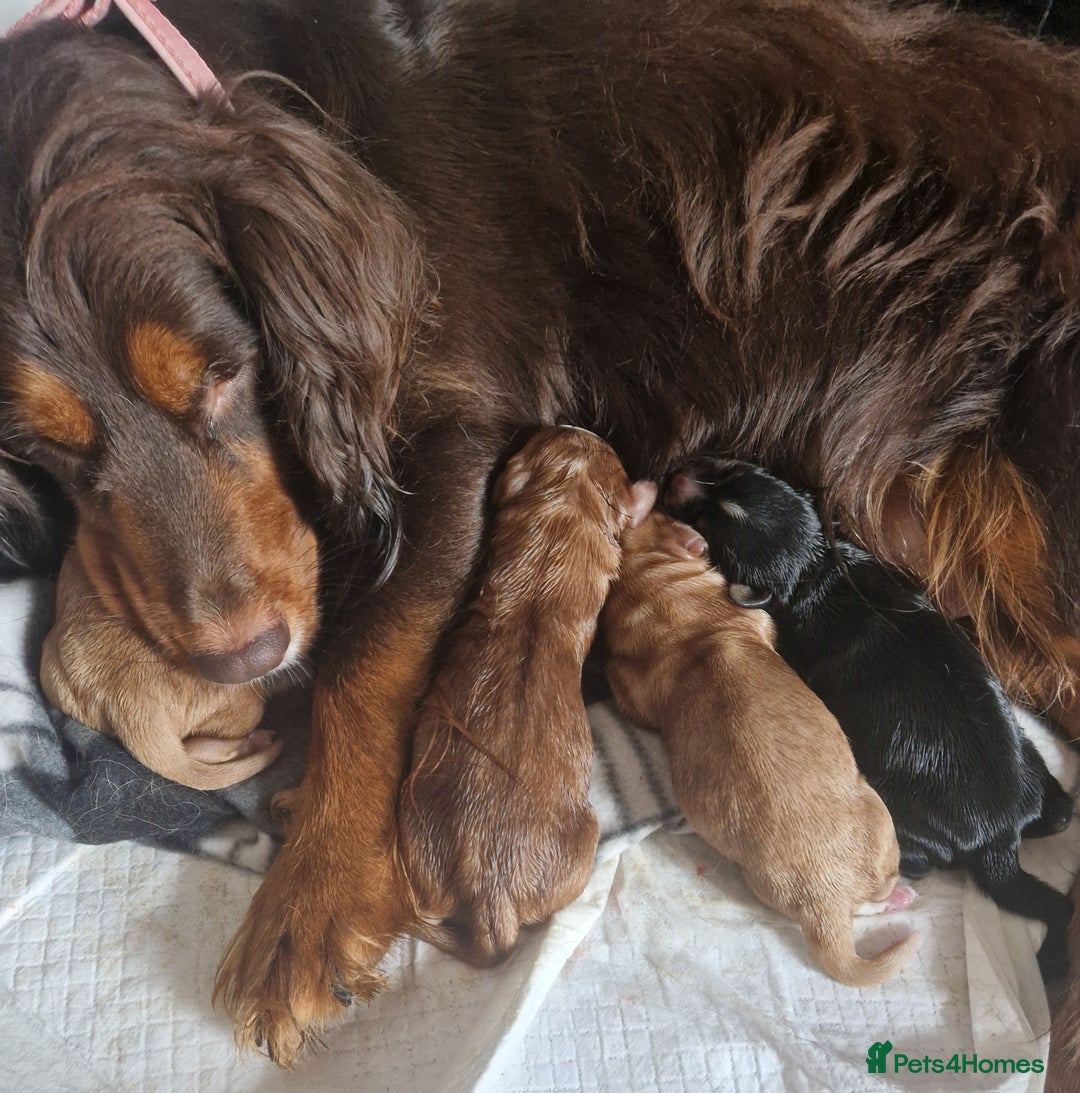Cocker Spaniel dogs for sale: Cocker spaniel pups for sale  - Image 22