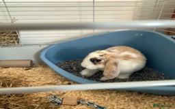 French Lop rabbits for sale: Lop bunny - Image 3