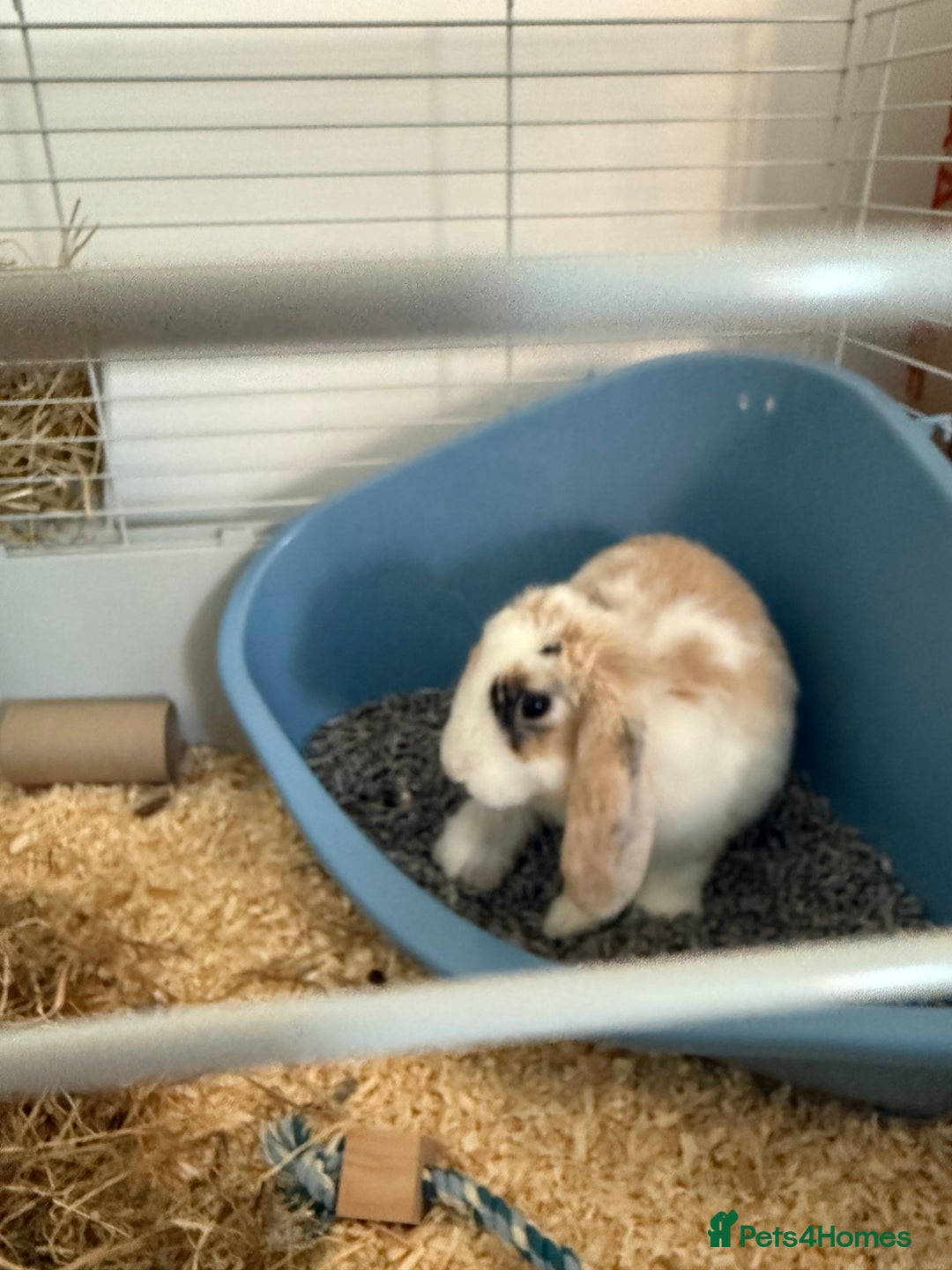 French Lop rabbits for sale: Lop bunny - Image 3