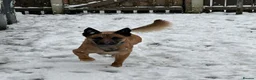 Belgian Shepherd Dog dogs for stud: Ragnar - Advert 2