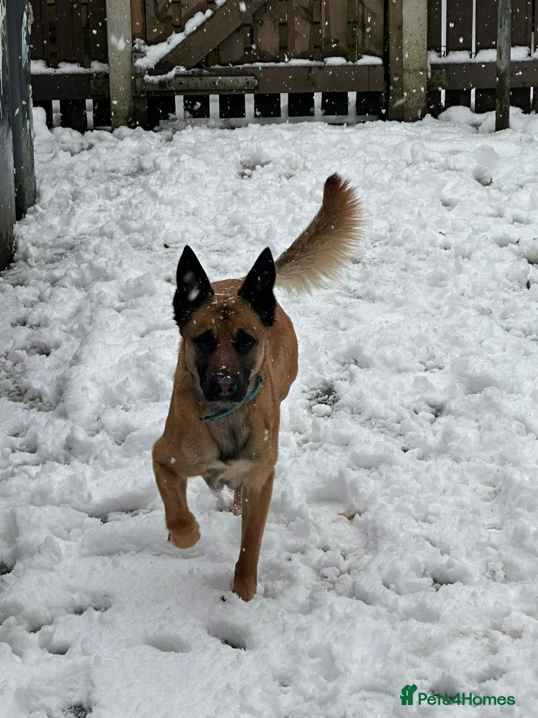 Belgian Shepherd Dog dogs for stud: Ragnar - Advert 2
