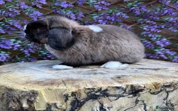 Mini Lop rabbits for sale: Mini Lop - Image 4