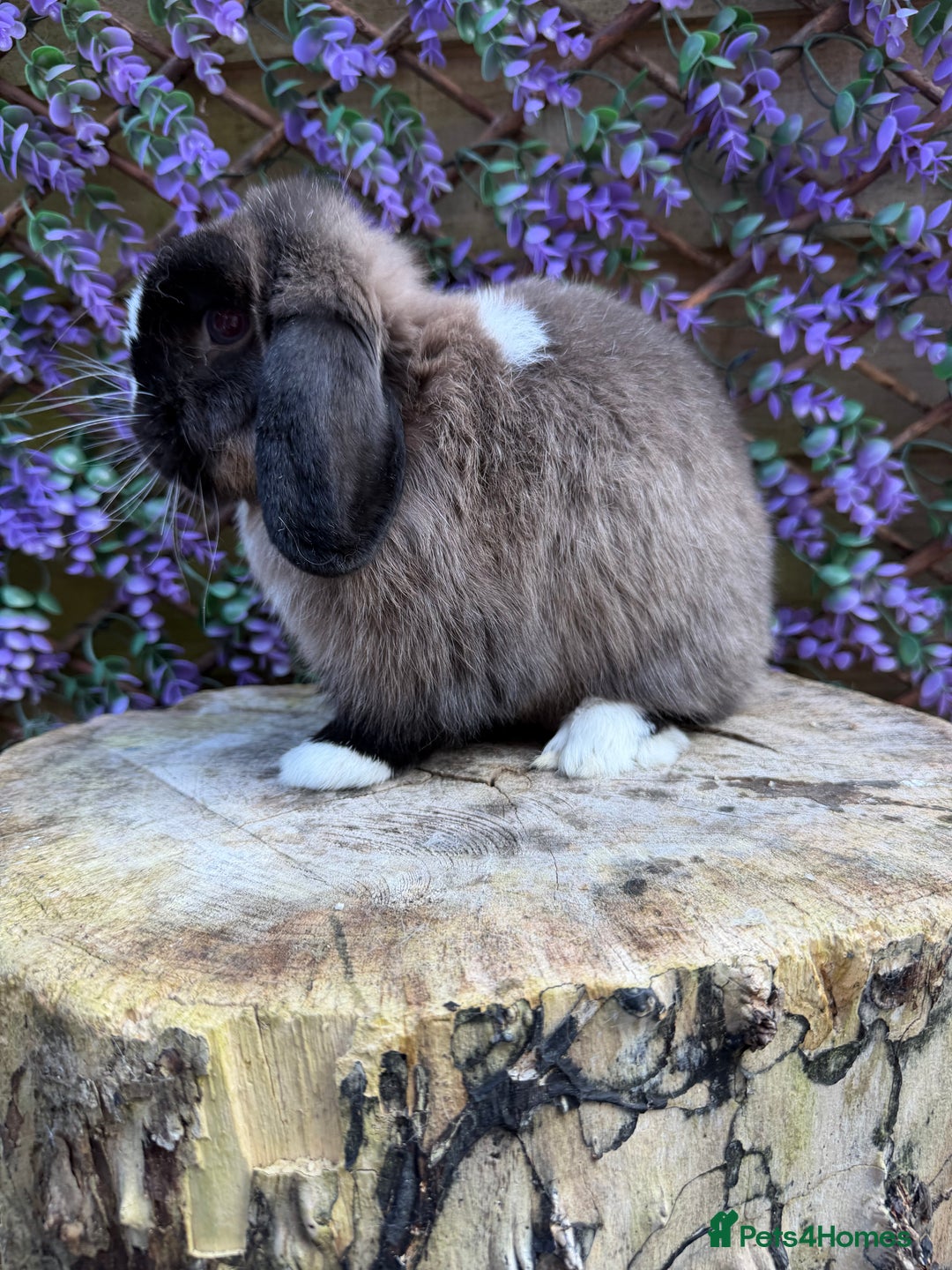 Mini Lop rabbits for sale: Mini Lop - Image 4