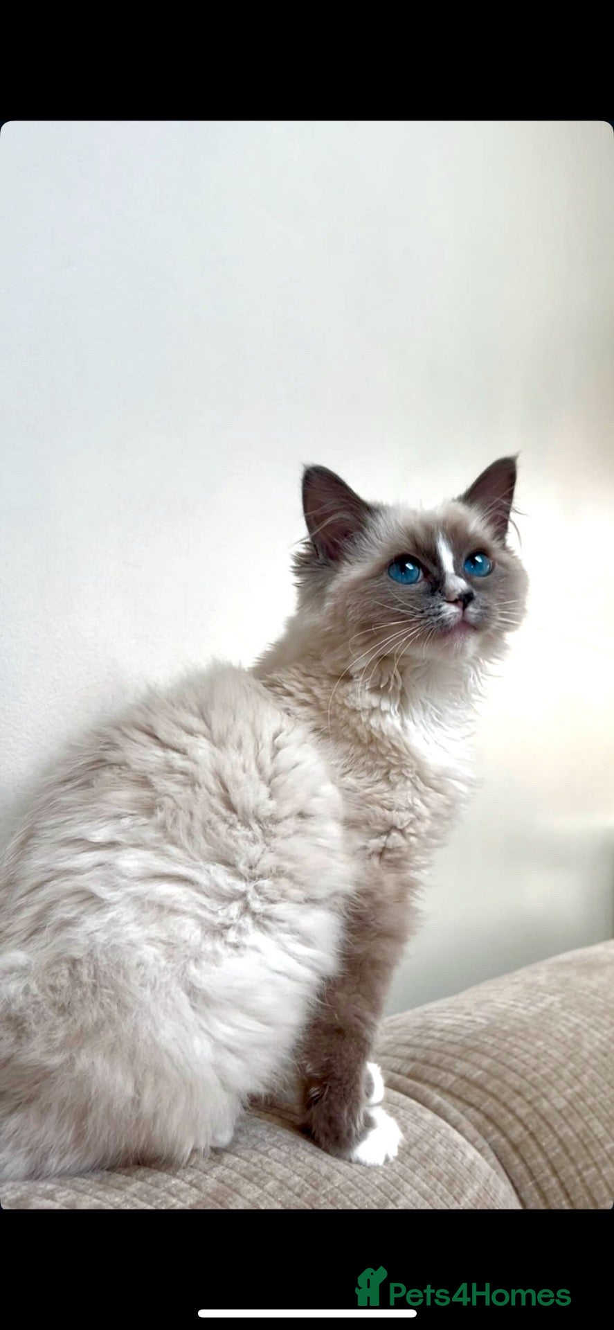 Ragdoll cats cute ragdoll kitten / cat looking for a new home - Advert 2