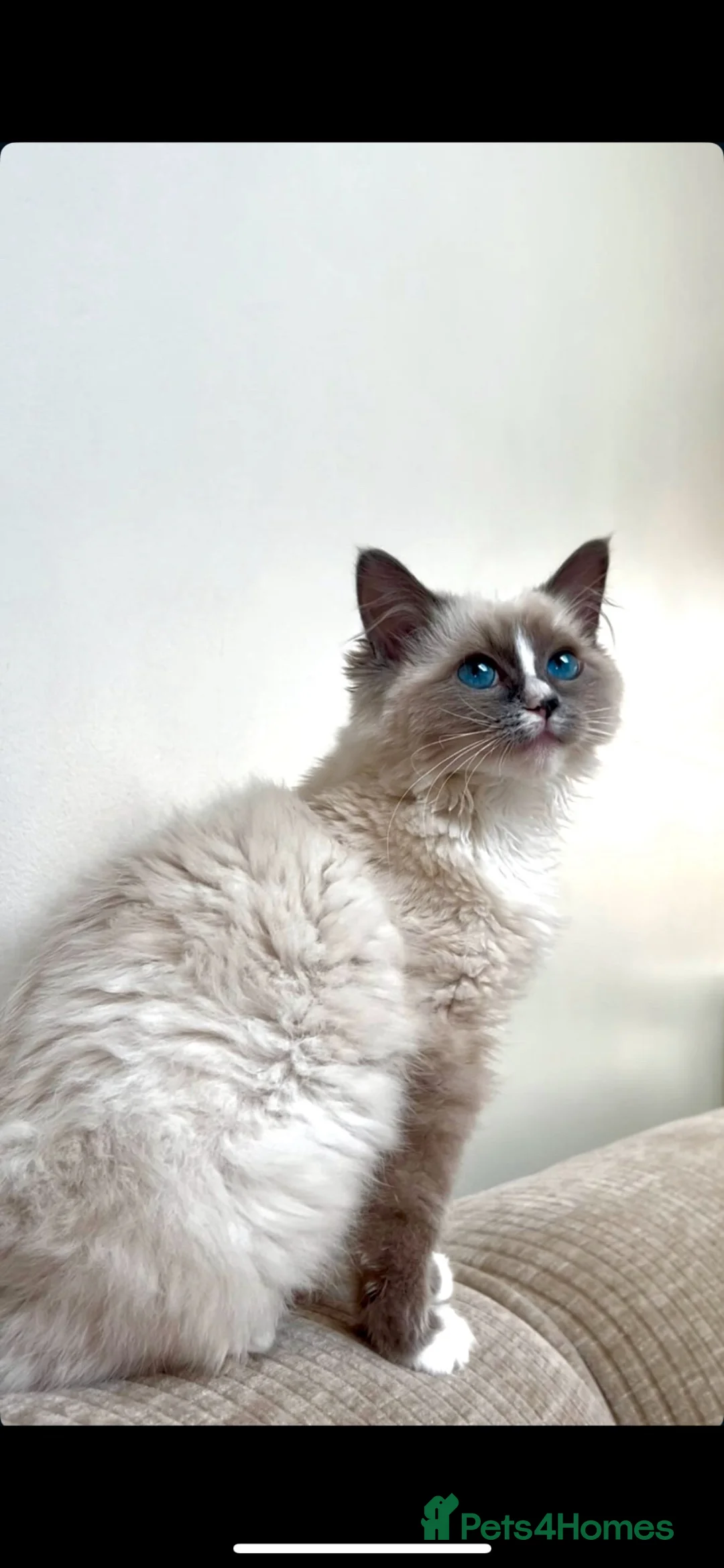 Ragdoll cats for sale: cute ragdoll kitten / cat looking for a new home in London - Advert 1