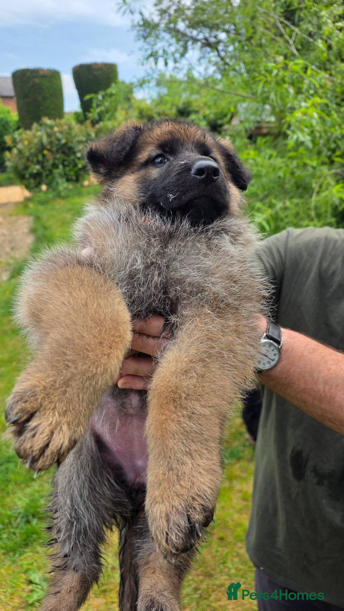 German Shepherd dogs Chunky German Shepherd Puppies  - Advert 6