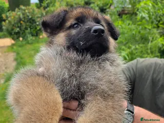 German Shepherd dogs Chunky German Shepherd Puppies - Advert 1