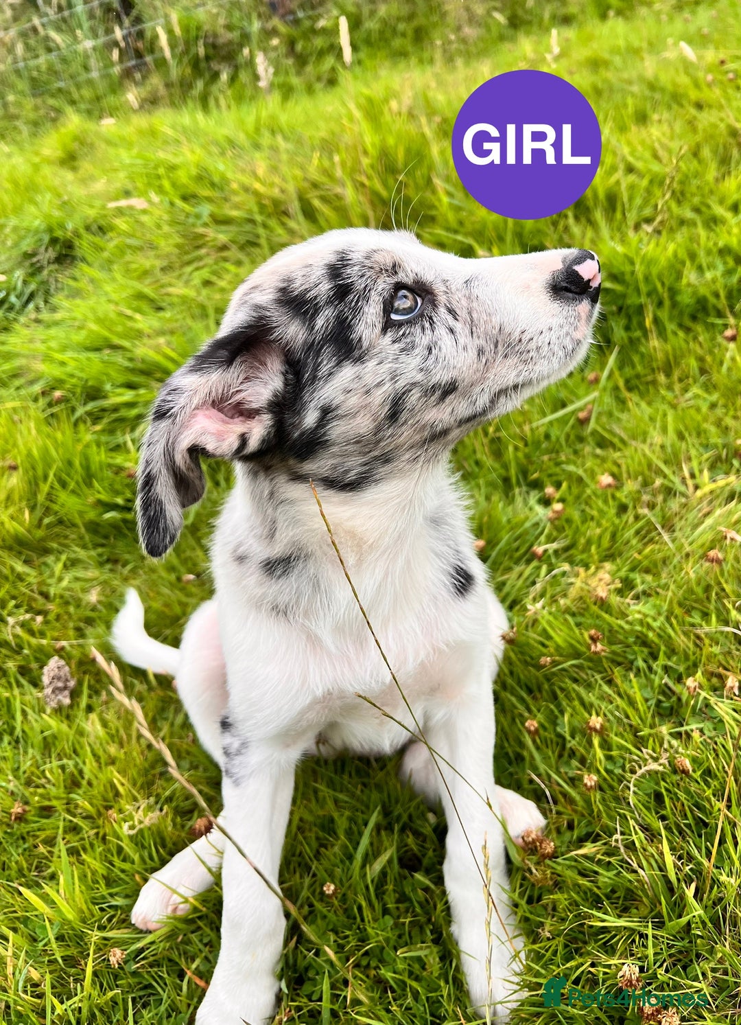 Border Collie dogs for sale: Border Collie pups looking for their forever home - Image 8