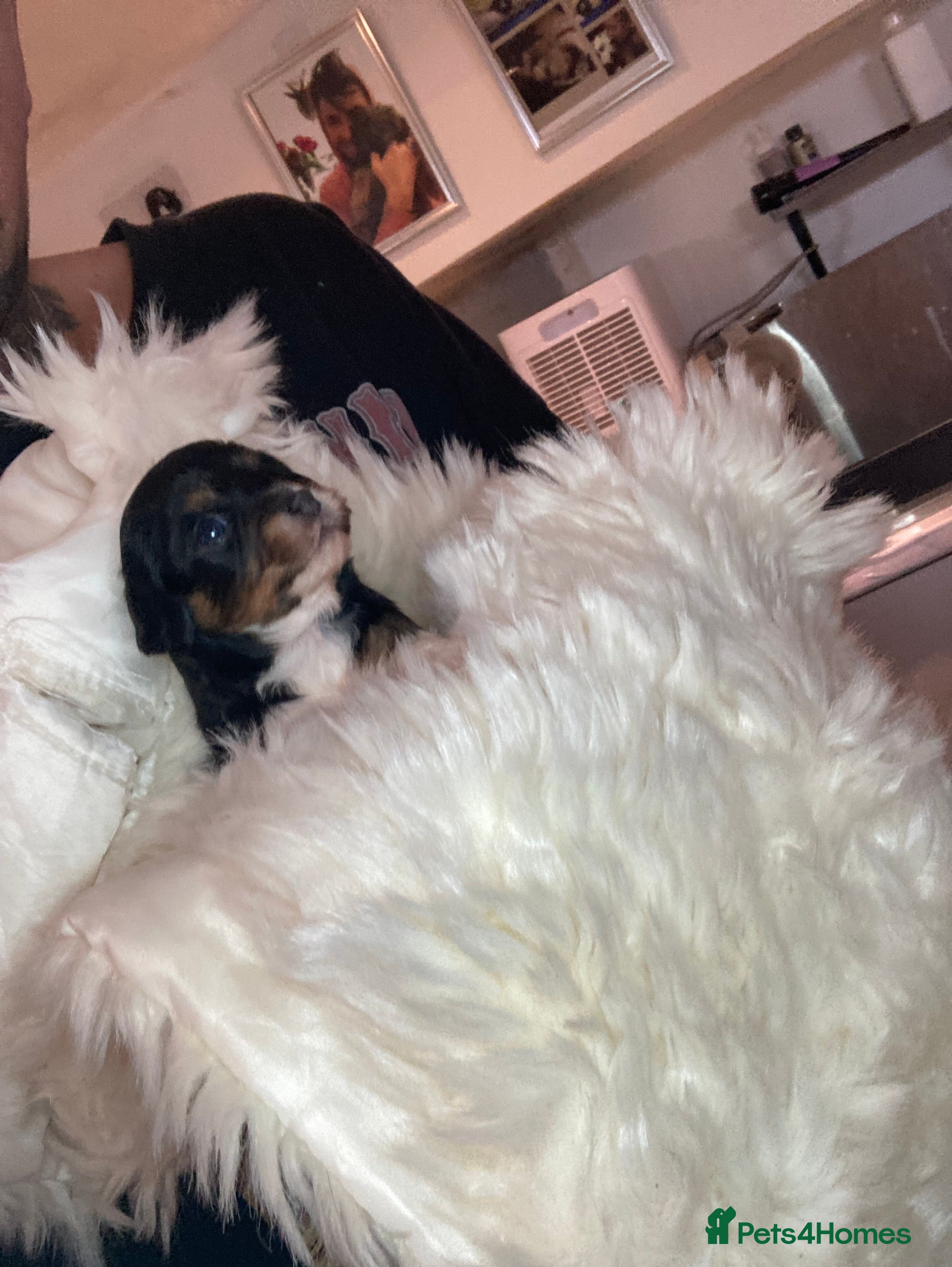 Cavapoo dogs SPRING WAITING LIST TOY CAVAPOO PUPPIES  - Advert 8