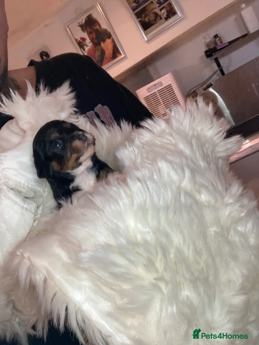 Cavapoo dogs for sale: SPRING WAITING LIST TOY CAVAPOO PUPPIES  - Advert 1