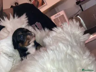 Cavapoo dogs SPRING WAITING LIST TOY CAVAPOO PUPPIES - Advert 8