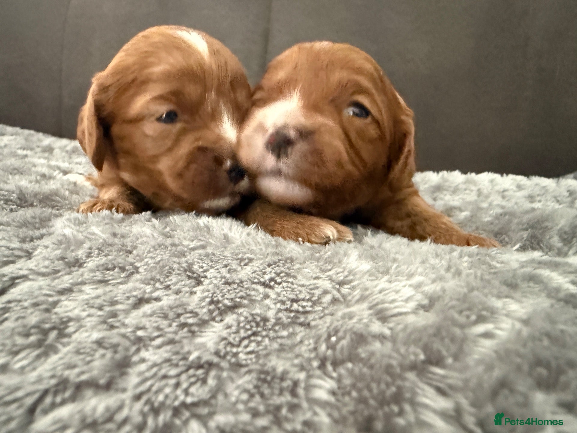 Cavapoo dogs Cavapoo f1 health tested 5* incensed  - Advert 1