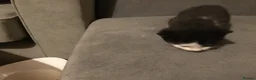 Mixed Breed cats for sale: Black kittens - Advert 14
