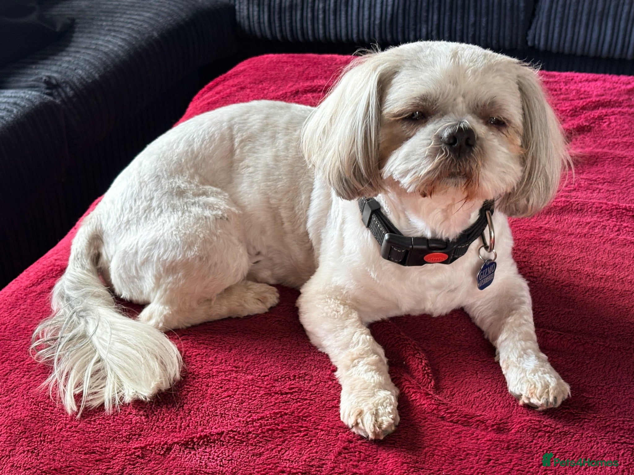 Shih Tzu dogs Litter 5 Shih Tzu puppy’s  - Advert 2