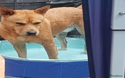 Mixed Breed dogs for sale: Female chow x lab - Image 4