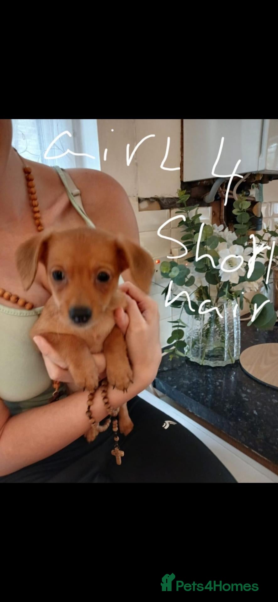 Mixed Breed dogs 7 beautiful pomerainian/ daschund puppies 500 - Advert 2