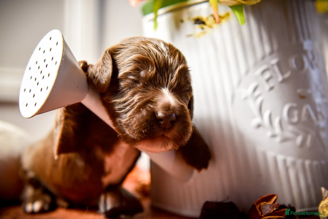 Cocker Spaniel dogs for sale: Beautiful Soft Natured Cocker Spaniels KC Reg - Advert 2