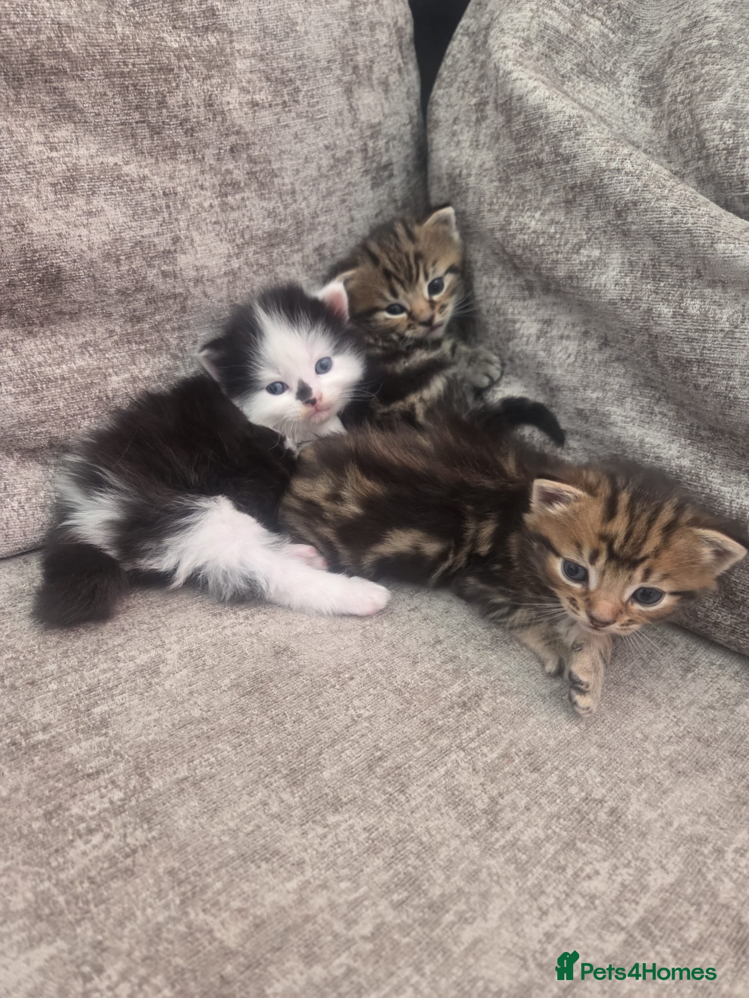 Persian cats for sale: Long haired Doll faced Persian cross  - Advert 22