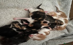 Domestic Shorthair cats for sale: Litter of 9 Beautiful Kittens - Image 7