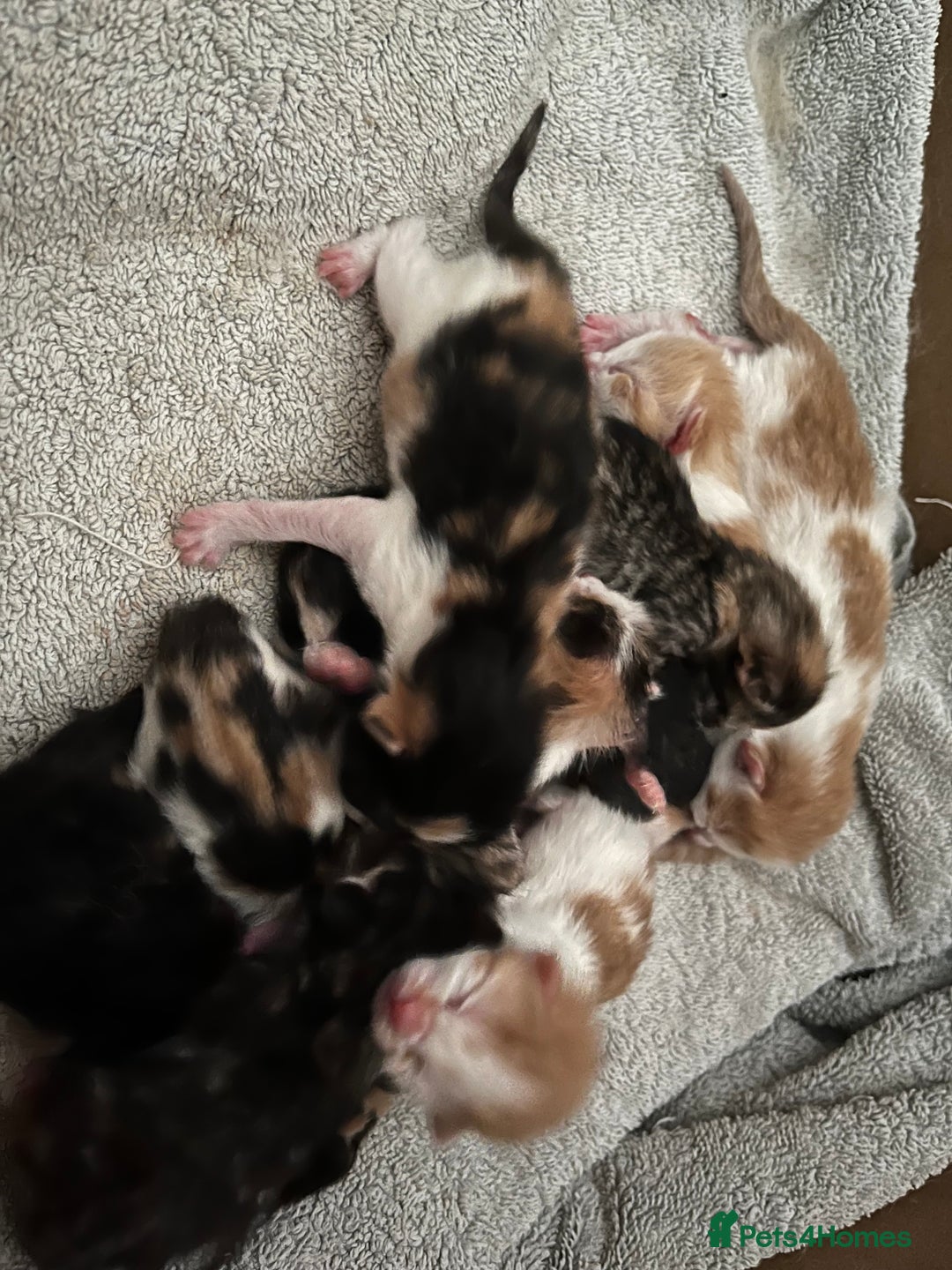 Domestic Shorthair cats for sale: Litter of 9 Beautiful Kittens - Image 7