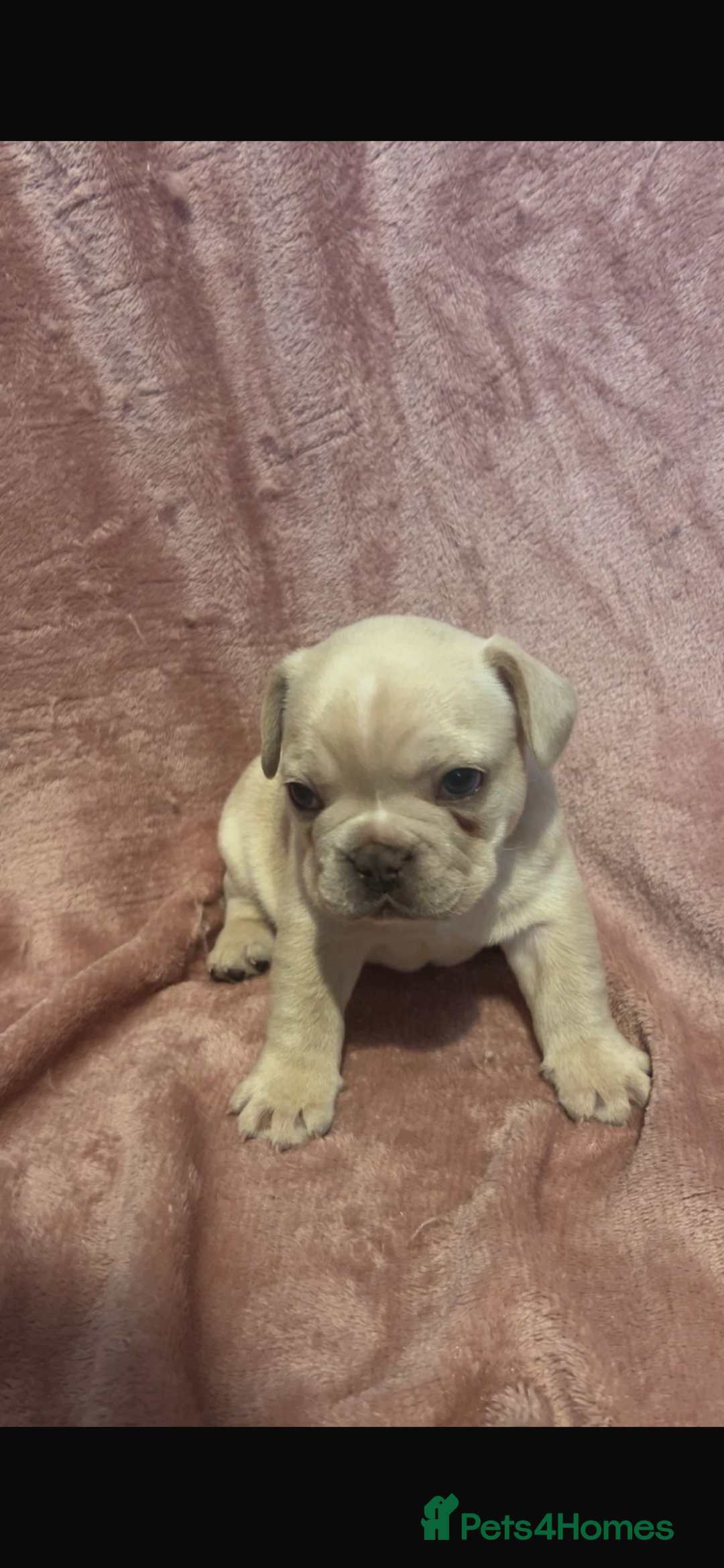 French Bulldog dogs for sale: last girl ready to leave now 🐾⚡️ - Advert 29