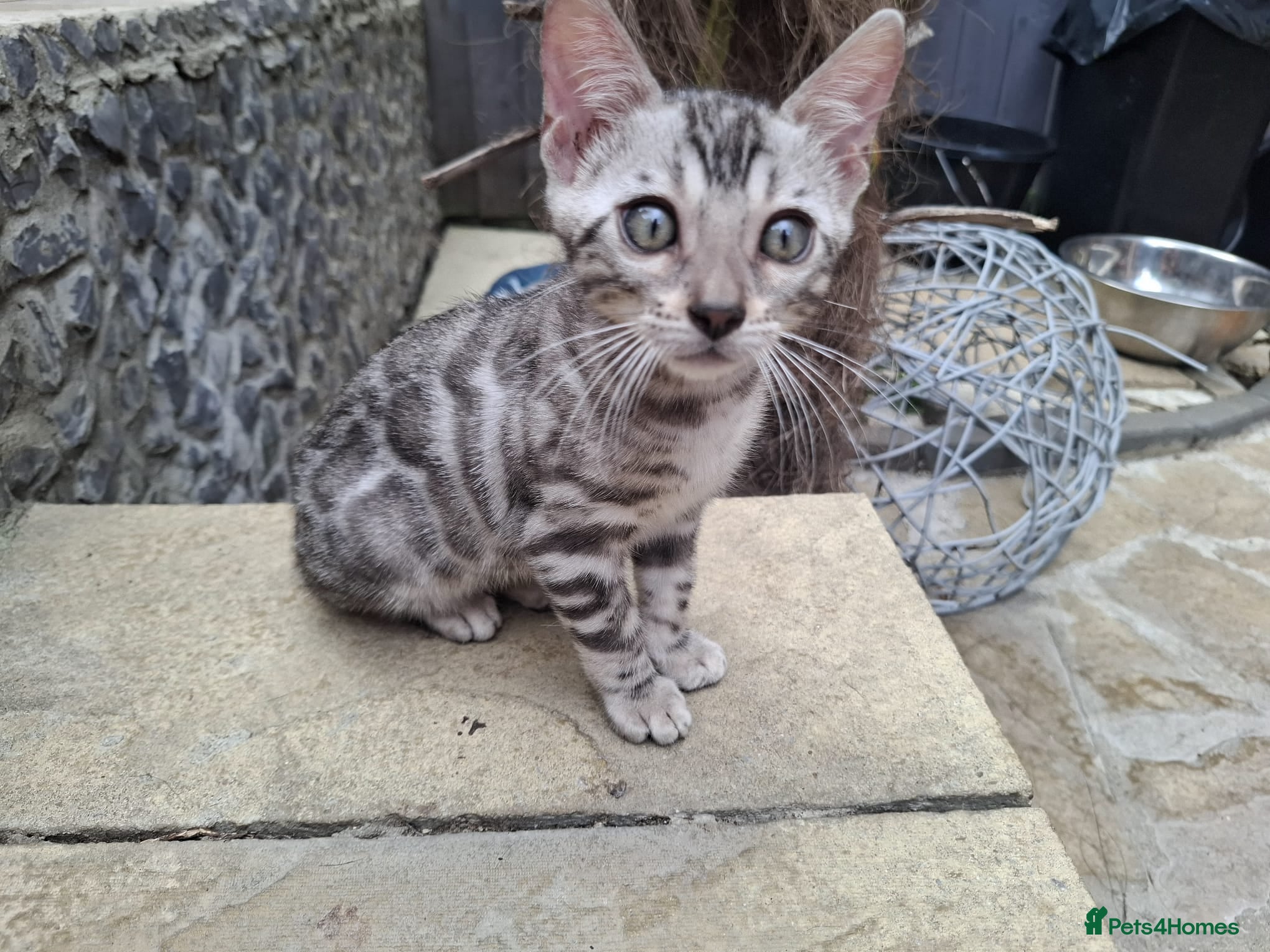 Bengal cats ❤️ Outstanding TICA Registered Bengal Kittens ❤️ - Advert 2