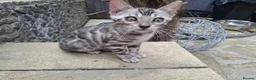 Bengal cats for sale: ❤️ Outstanding TICA Registered Bengal Kittens ❤️ - Advert 23