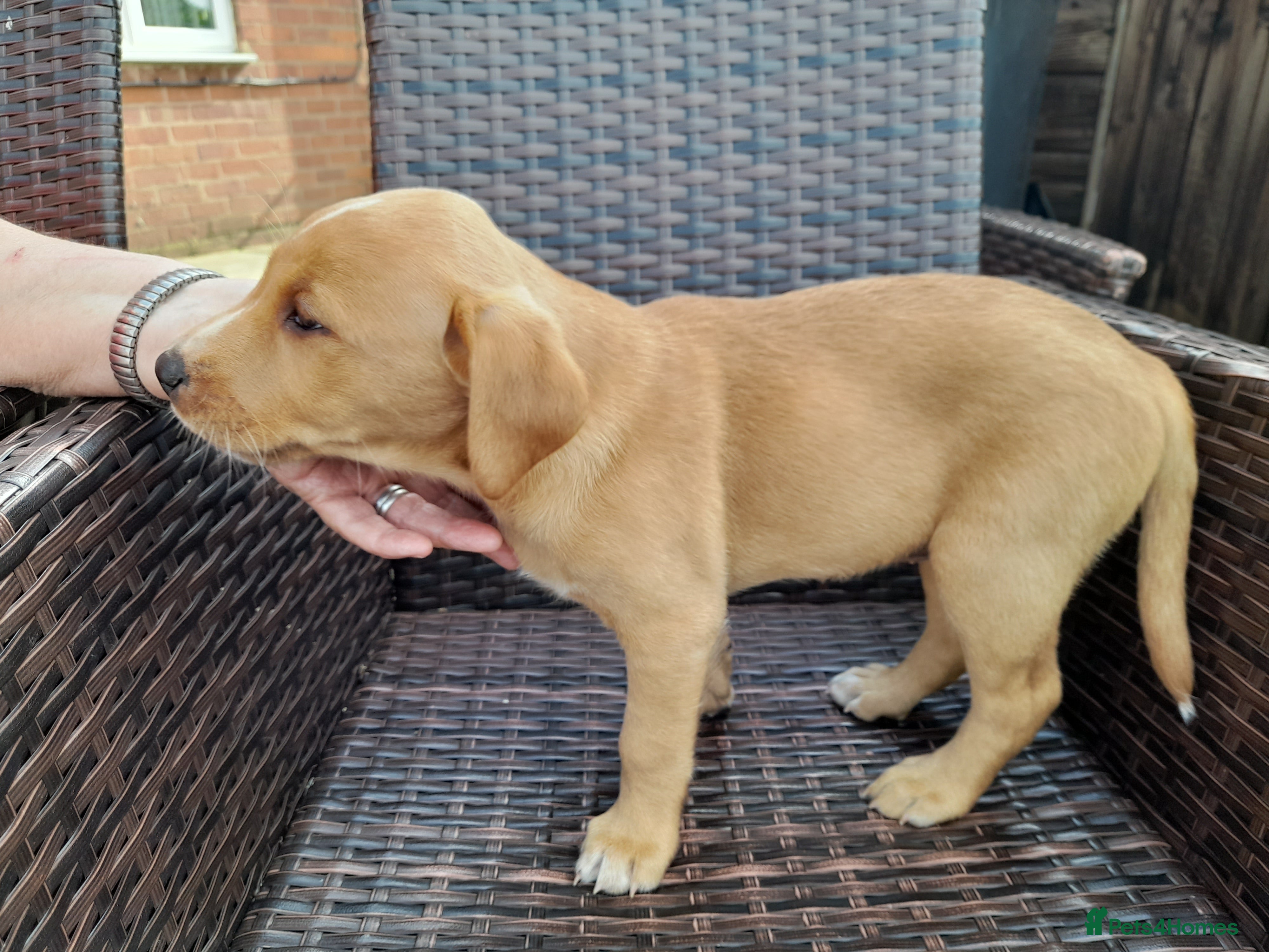 Labrador Retriever dogs for sale: Fox Red Labrador Puppies ready 05.06.26 - Advert 5
