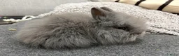 Lionhead rabbits for sale: Double Mane Lion Head Bunnies 🐰 for sale  - Advert 20